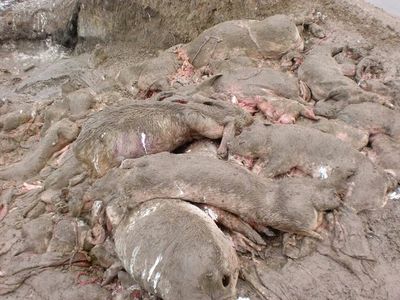 В Раздольненском районе Крыма нашли незаконные захоронения свиней
