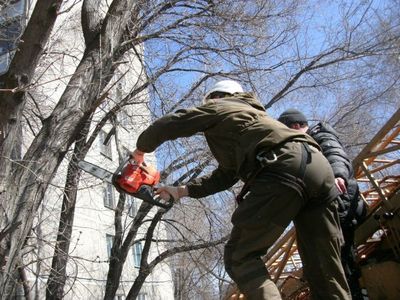 В Ялте на снос аварийных деревьев выделили 2,5 млн рублей