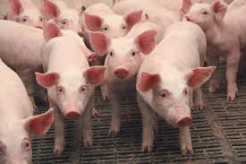 Поклонская потребовала остановить уничтожение свиней в Белогорском районе