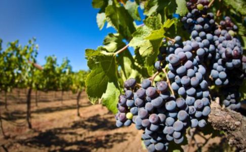Урожай-2016: «Массандра» собрала 15 тысяч тонн винограда
