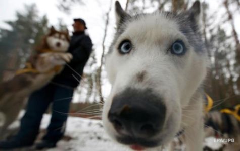 Ростенко предложил организовать в Ялте городки для выгула собак