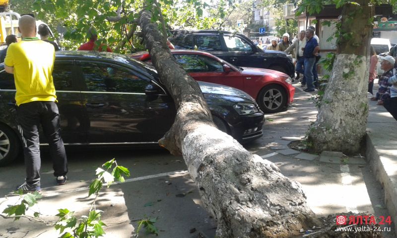 platan1 yalta 24