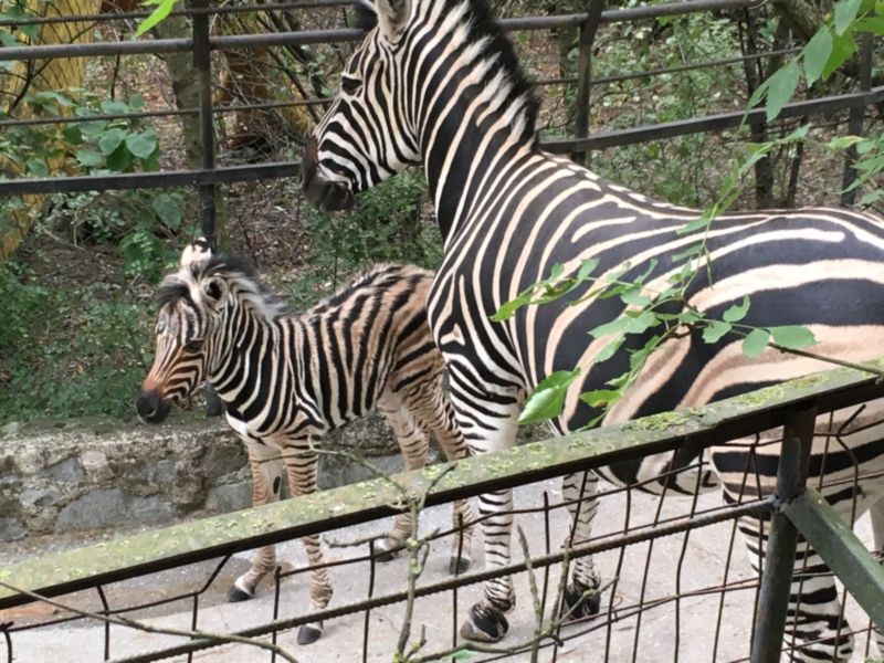 zebra duma