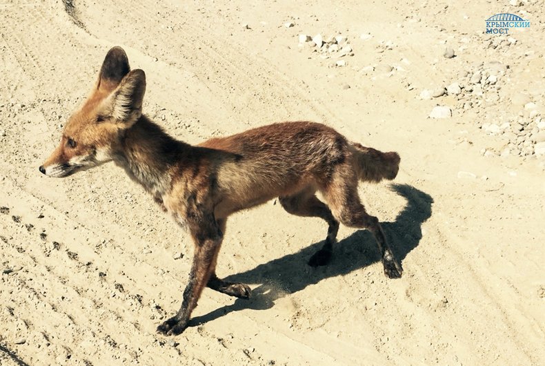 Fox.2 yalta 24