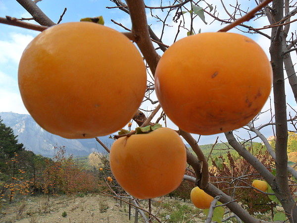 massandra frukti