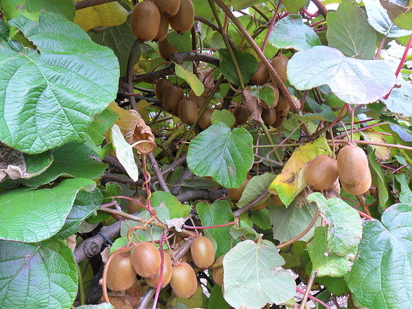 massandra frukti2