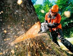 В Ялте до конца года спилят 181 аварийное дерево