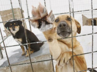 В Евпатории предприятие по отлову бездомных животных подозревают в мошенничестве