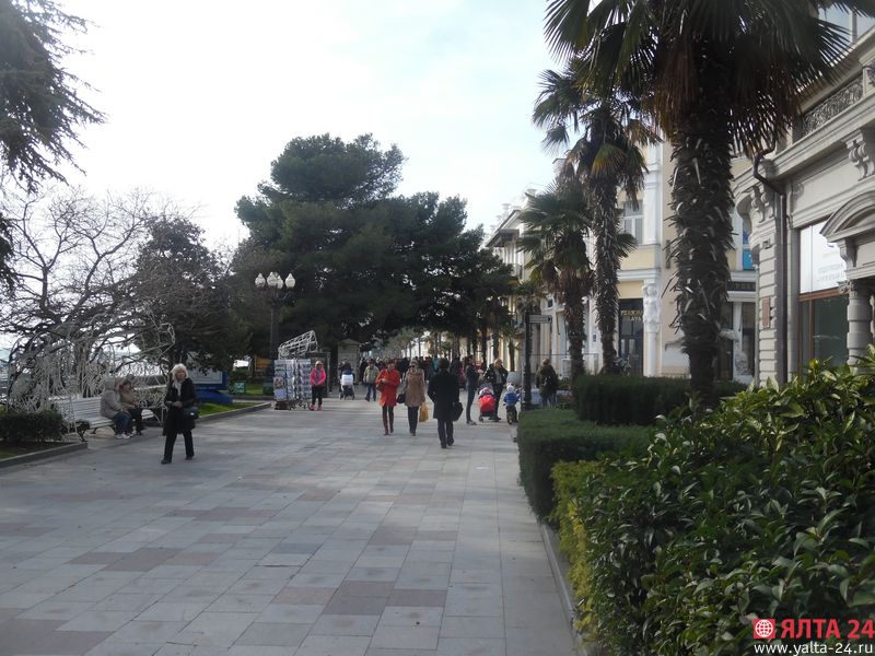 sosna yalta 24SAM 4645