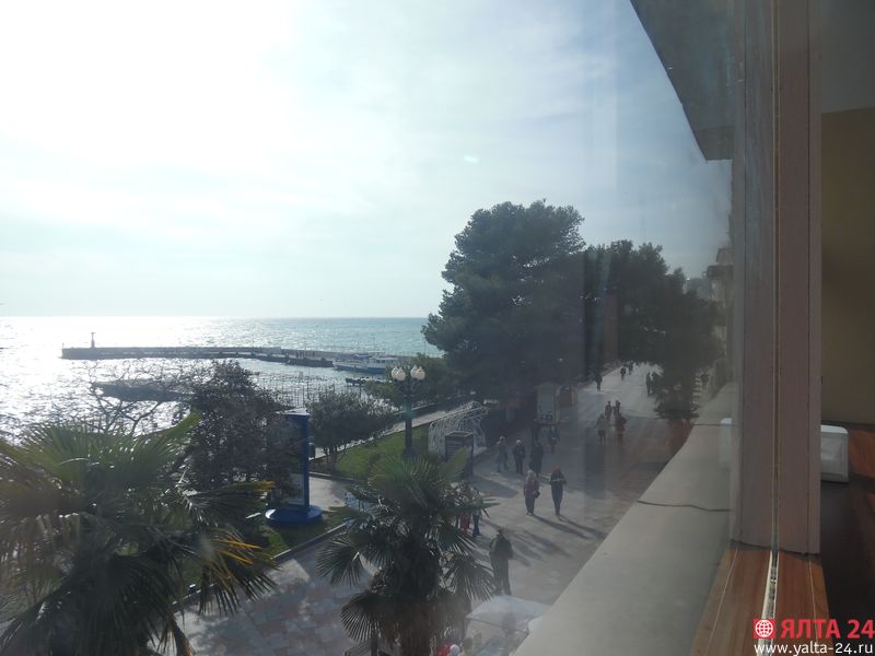 sosna yalta 24SAM 4649