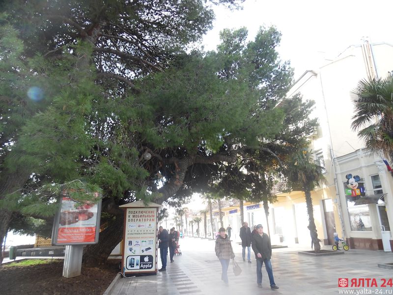 sosna yalta 24SAM 4653