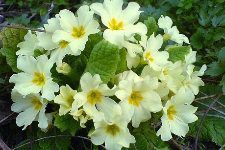 примула