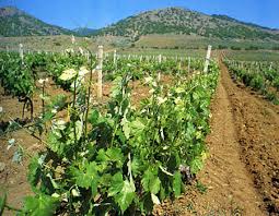 В Крыму в 2016 году заложат более 450 гектар новых виноградников