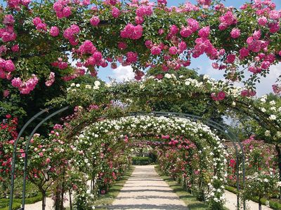 В Никитском ботаническом саду откроют уникальный розарий