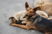 Приют для бездомных животных