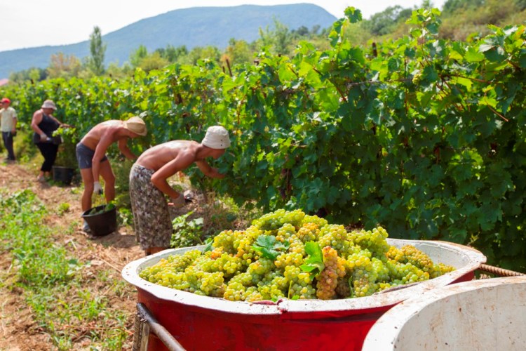 vinograd