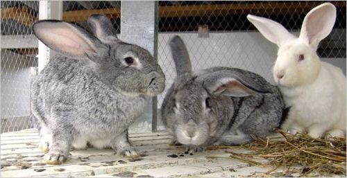 В Ялте рецидивист «погорел» на кроликах