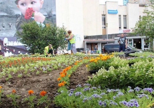 В Ялте задержан похититель цветов и растений с городских клумб