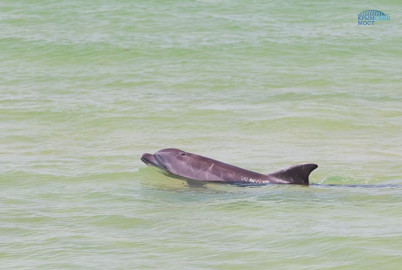 krimskiy most delfin