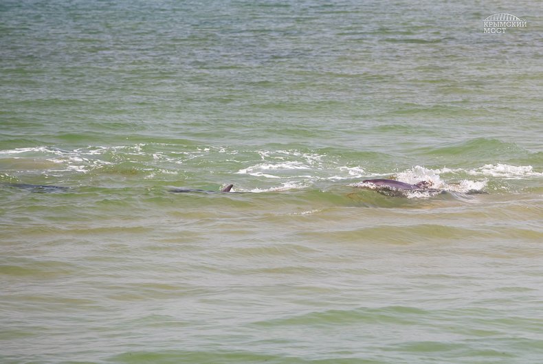 krimskiy most delfin2