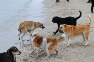 В Ялте трех человек покусали бродячие собаки