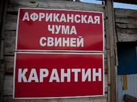 В Советском районе Крыма установлен карантин по африканской чуме свиней