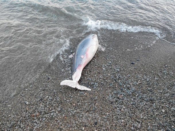 delfin yalta 24
