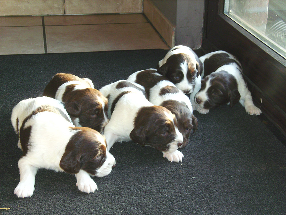 drentse cute drentse patrijshond puppies breed