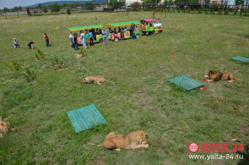 Парк львов «Тайган» посетили в три раза меньше туристов, чем два года назад