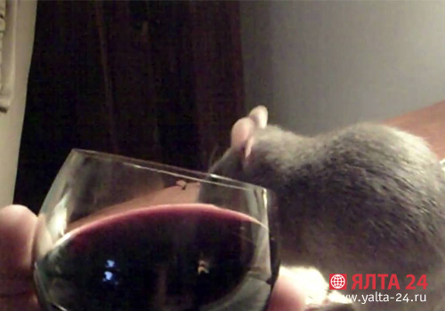 Пользу вина в Ялте проверяют на крысах