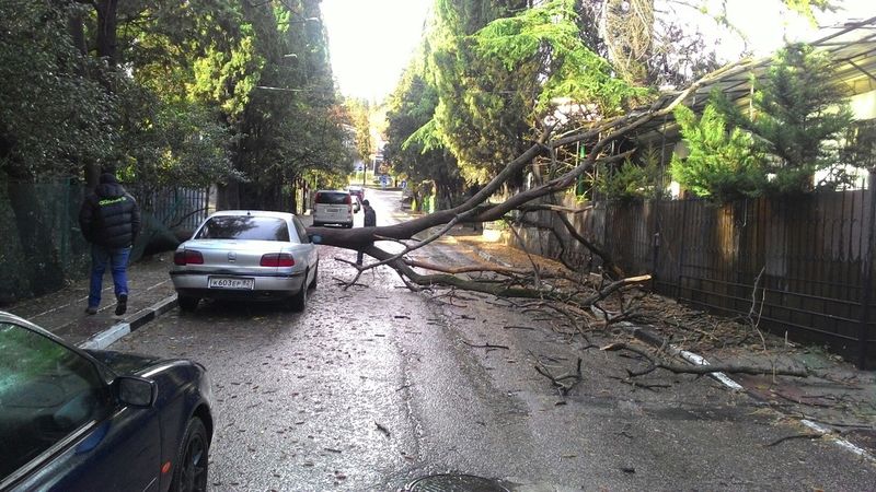 Упало дерево на Боткинской