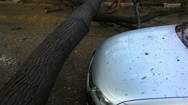 Упало дерево на Боткинской