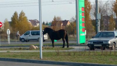 животный мир