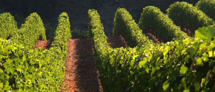 vinogradnik1