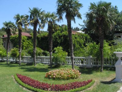пальмы никитский сад