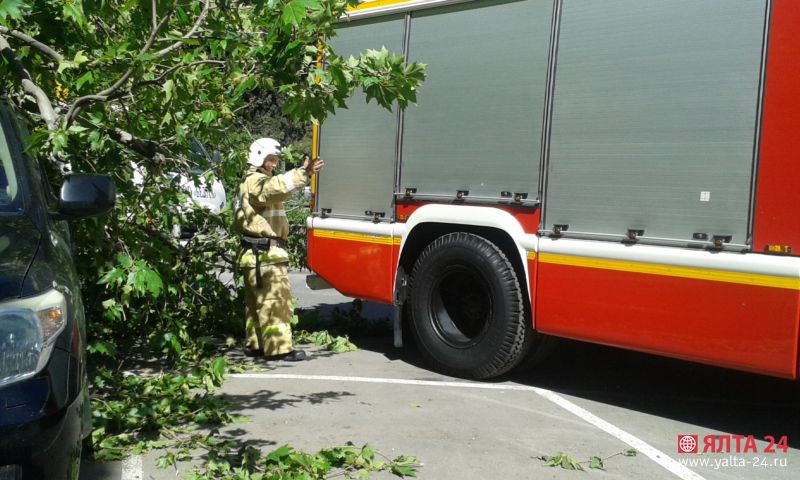 упавшее дерево