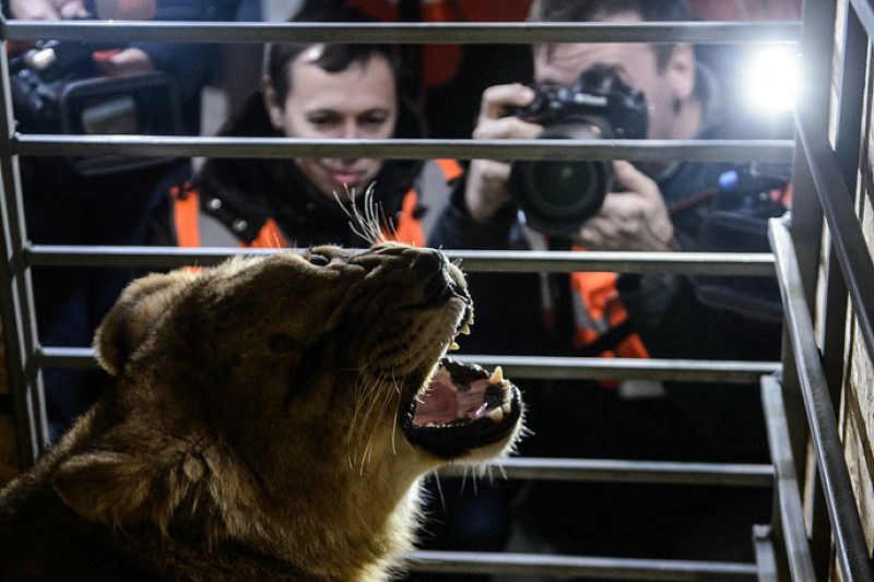 челябинская львица