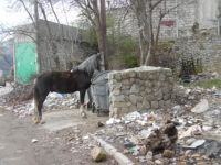 лошадь в Васильевке