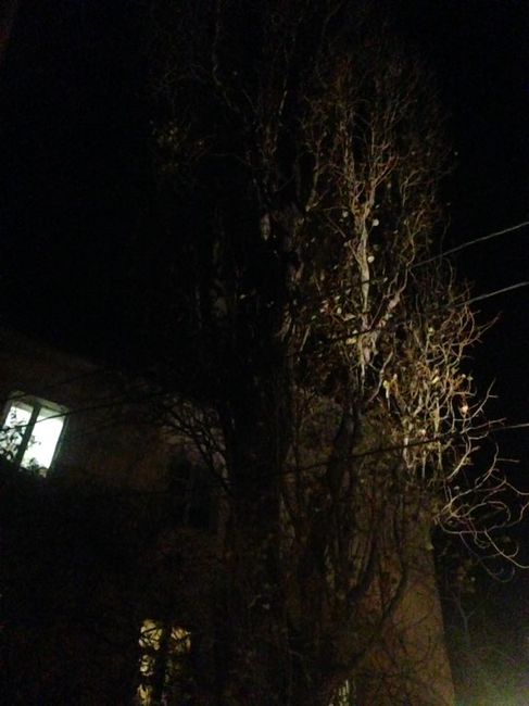 спасение кота Вольта
