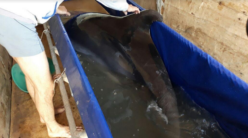 delfin1