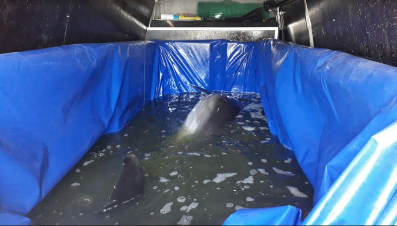 delfin2