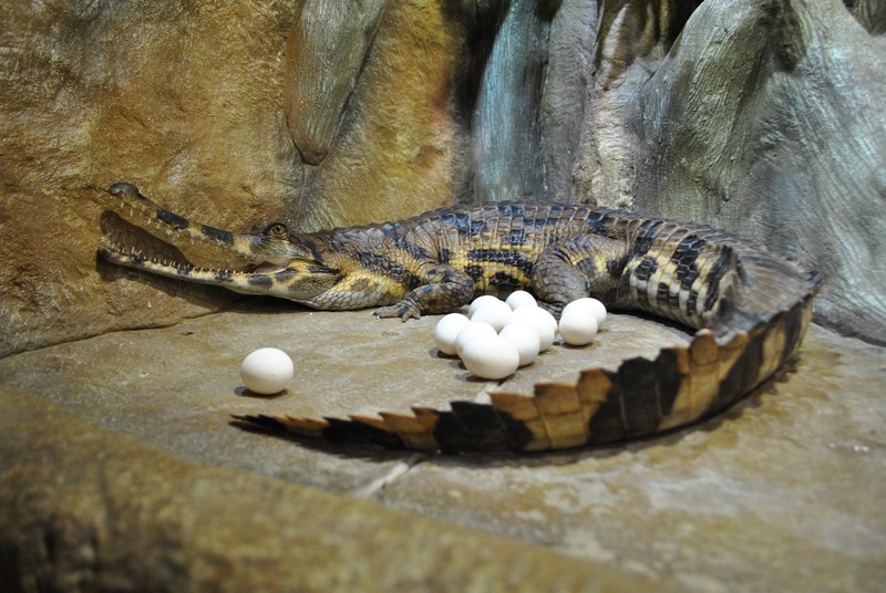 krokodilyarium