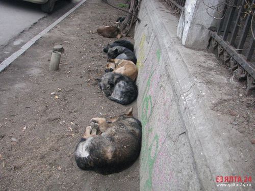 бездомные собаки в Ялте