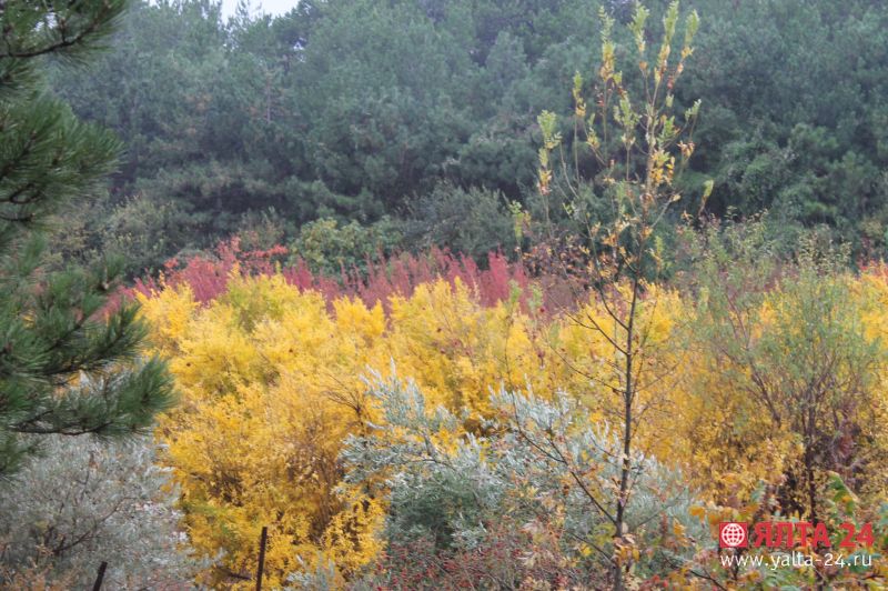 urozay yalta 24uroza5