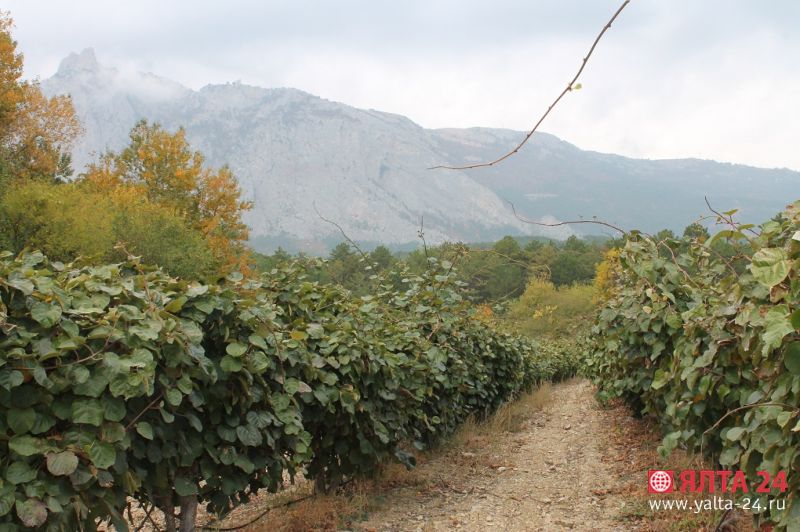urozay yalta 24urozay3