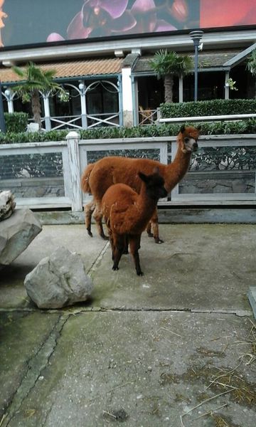 zoo3