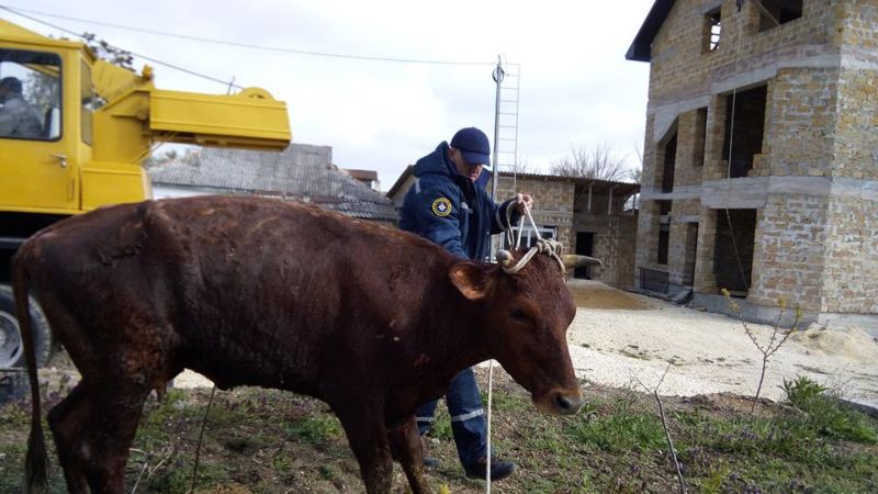 корова спасена
