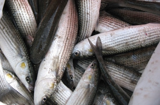 В Крыму до весны введет запрет на вылов рыбы