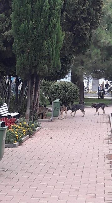 бездомные собаки в Ялте