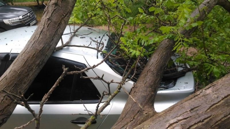дерево в Севастополе упало на машины